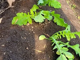 今日の雑詠(10/28)