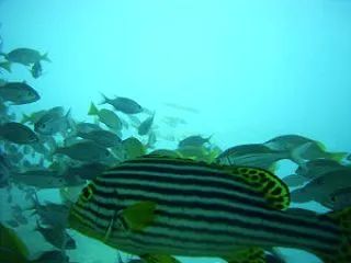 海外系