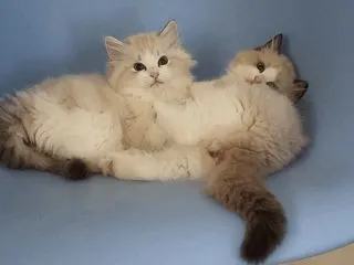 集合写真 からの飛び出し
