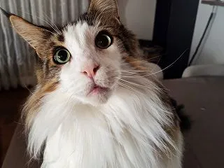 自宅で謎解き