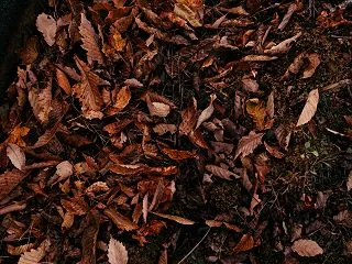 地面を覆い尽くす茶色い落ち葉の無料写真素…