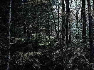木々が密集する薄暗い樹海の無料写真素材【…