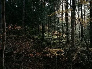 苔むした斜面と薄暗い樹海の無料写真素材【…
