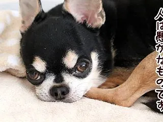 秋が難しいシリーズ