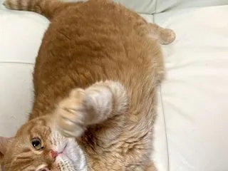 ・携帯がない世界
