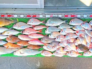 2026年10月28日 釣果