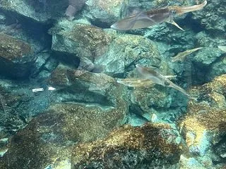 いおワールド鹿児島水族館４５