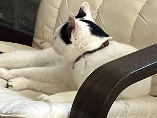 ぷく 寛ごうとしている