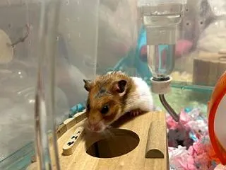 ヤンチャハムスターズ