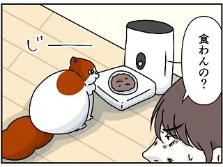 大人の対応をする猫