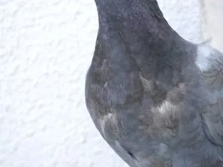 最後の姿
