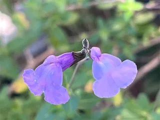 回復はまだ