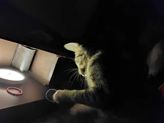 工事の状況5 / 見守り猫はるの朝の起こ…