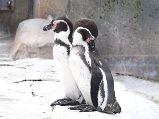 フンボルトペンギン 202610 1