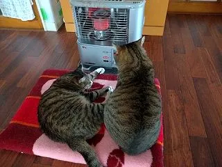 介護施設での看取り…そのあと運ばれる先は…