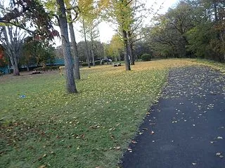 落ち葉の絨毯
