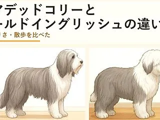 ビアデッドコリーとオールドイングリッシュ…