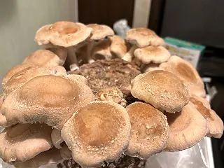 しいたけ収穫