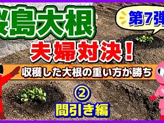 【桜島大根夫婦対決】2026-②運命を分…