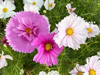 華やかでした＆山口百恵他♪(ﾟ∀ﾟ*)