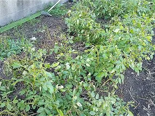 小から中カブの収穫