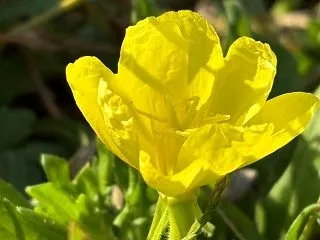 あなたの内なる光が放たれる