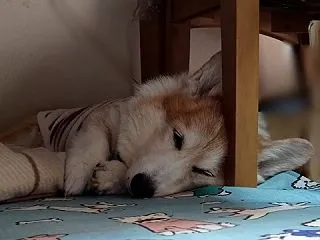 最近では一番の不調