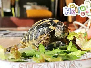 クローバー食べたよ
