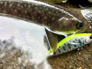 ヤマメ稚魚調査＆山岳渓流パトロール