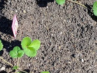 市民農園のようす
