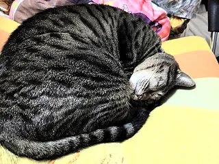 初雪の日にやったこととは
