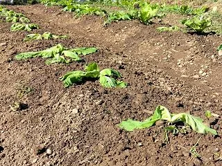 ハクサイ、追加植え付け、