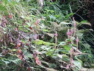 ちょこっと山歩き・洛北のミカエリソウは終…