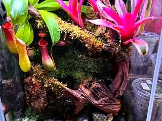 スタッフ一押し！！セレクト観葉植物！