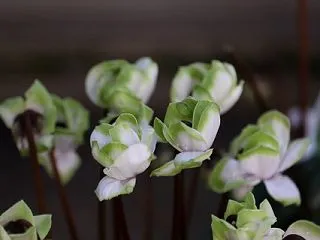 今日のおススメは