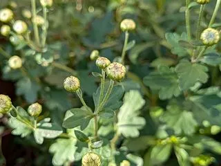 マムの季節とお米の値段