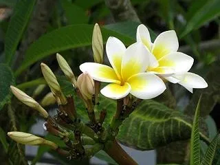 メルくん！