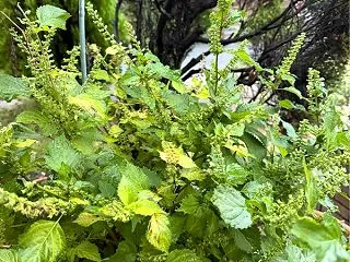 食欲の秋に
