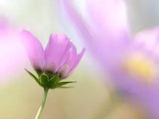 こすもす