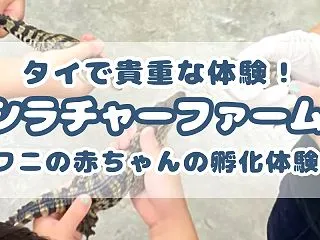 ワニの卵孵化体験をタイシラチャー子連れで…