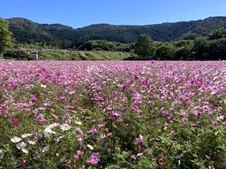 豊橋市葦毛湿原のコスモス♪
