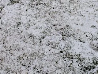 雪