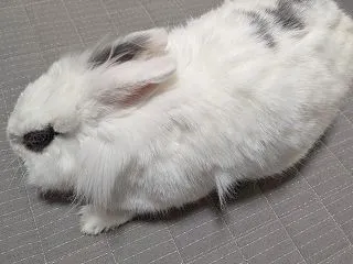三角のハミ毛