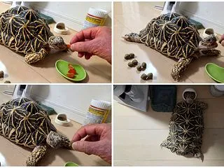 【長崎】茶トラ①・御神饌・母のサポート・…