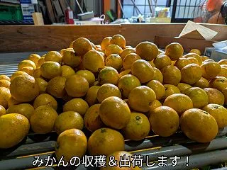 シモンを、とってみる