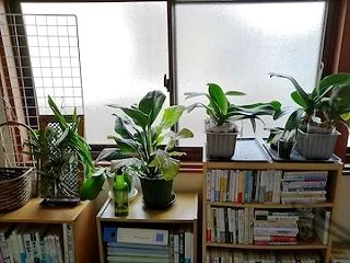 木枯らし1号