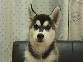シベリアンハスキーの子犬7頭の販売価格を…