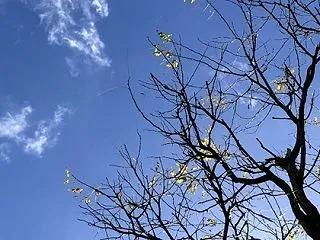 冬の兆し。