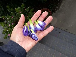 菜花は根付いてくれたようです
