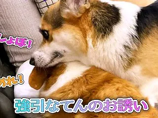 珍しくのぼった